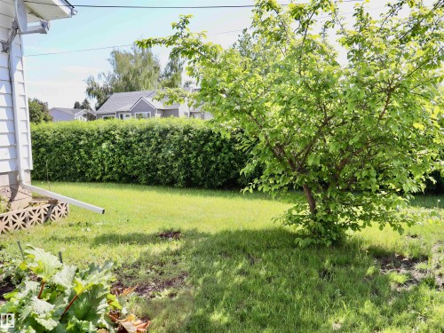 Expansive green lawn with a mature leafy tree providing natural shade - 5530 46 Street, Barrhead, AB 