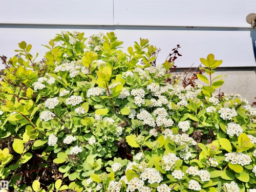 Lush green and yellow-leafed shrubbery with white floral clusters against light-colored siding - 5530 46 Street, Barrhead, AB 