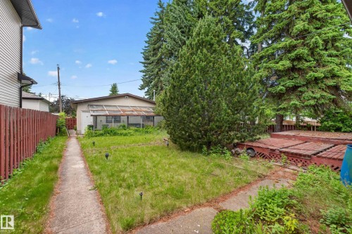 Backyard featuring a concrete pathway, a detached garage with an enclosed sunroom, mature evergreen trees, and a red stained wood deck structure - 10924 154 Street, Edmonton, AB 