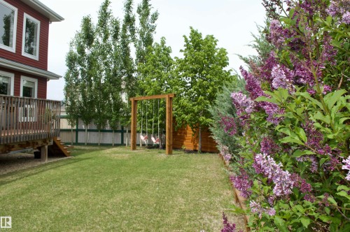 Spacious backyard featuring a manicured lawn, a wooden swing set, and mature trees providing natural screening - 1 Hemlock Close, Fort Saskatchewan, AB 