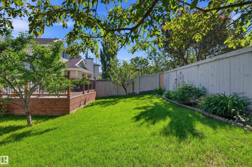 Expansive green lawn featuring a multi-level wood deck with dark railings, mature trees, and a perimeter fence - 11715 11B Avenue, Edmonton, AB 