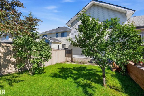 Grassed backyard featuring mature trees and wood fencing with a gate - 11715 11B Avenue, Edmonton, AB 