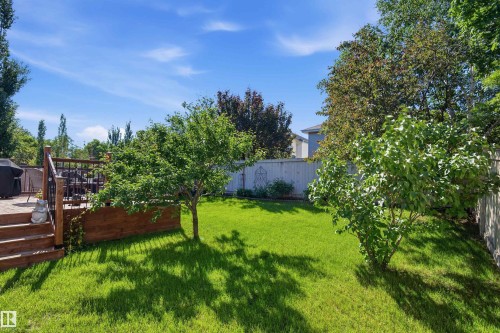 Expansive backyard featuring a lush green lawn, mature trees, and a multi-level wood deck with black railings - 11715 11B Avenue, Edmonton, AB 
