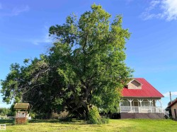 Expansive tree-covered landscape featuring a charming home with a red metal roof, a front porch with white railing, and a decorative well - 