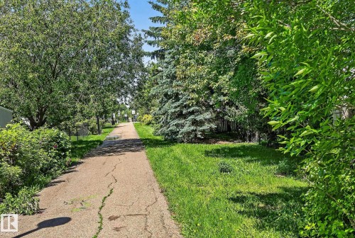Paved pathway bordered by mature trees and lush green grass - 163 Galland Crescent, Edmonton, AB 