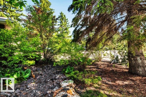 Lush landscaping featuring mature evergreen trees and various deciduous shrubs - 11742 29 Avenue, Edmonton, AB 