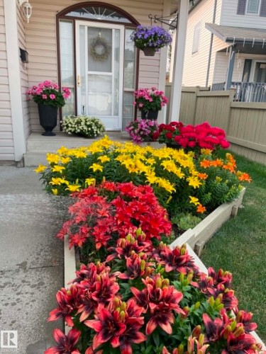 Landscaped garden bed featuring vibrant red, yellow, and orange blooms - 13825 128A Avenue, Edmonton, AB - Outdoor
