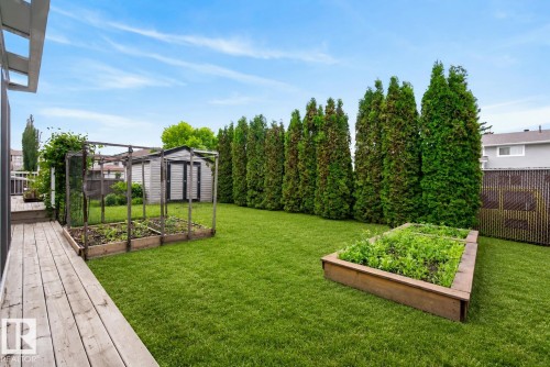 Expansive green lawn featuring a wooden deck, a row of mature evergreen trees, and two raised garden beds - 2712 104 Street, Edmonton, AB 
