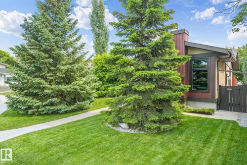Front yard with mature evergreen trees, a concrete walkway, and a dark wood privacy fence - 17237 104 Street, Edmonton, AB 