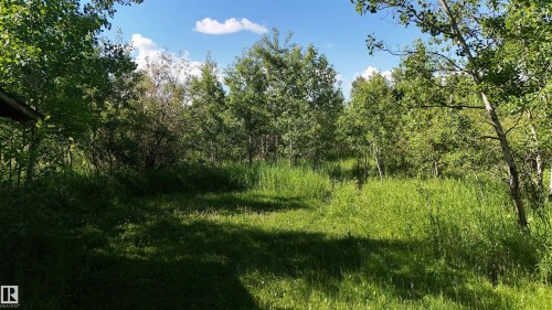 Expansive natural landscape featuring lush green foliage and mature deciduous trees - 5416 51 Avenue, Andrew, AB 