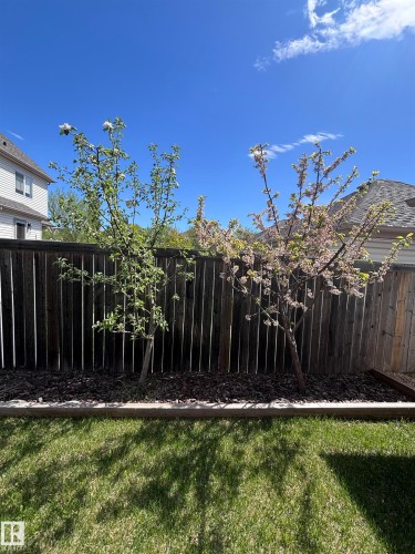 Private backyard with two flowering trees apple and plum trees - 4865 Terwillegar Common, Edmonton, AB - Outdoor
