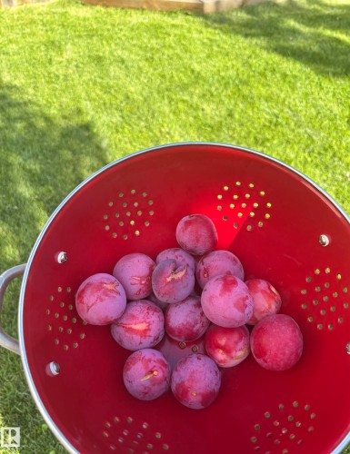 Plums from the plum tree in the back yard - 4865 Terwillegar Common, Edmonton, AB - Outdoor