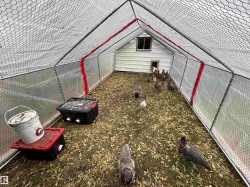 Chicken coop - 