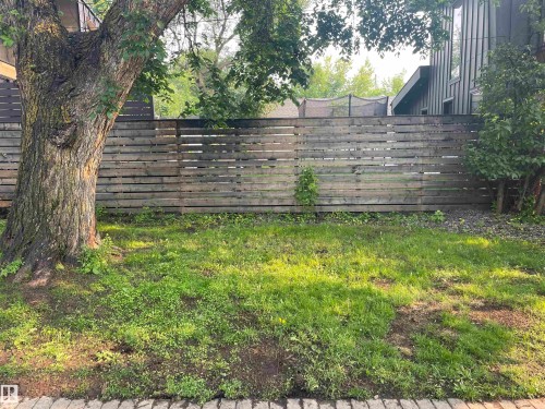 Expansive lawn area featuring a mature tree, wood slat fencing, and partial paver edging - 10922 117 Street, Edmonton, AB 