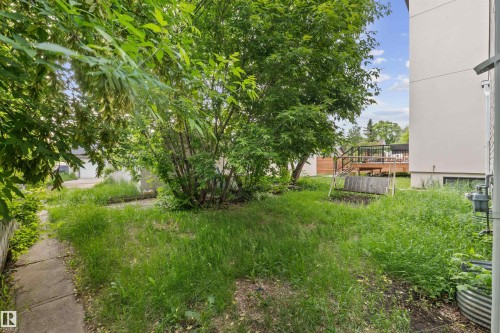 Expansive backyard featuring mature trees, a wooden deck, and a concrete pathway - 7520 106 Street, Edmonton, AB 