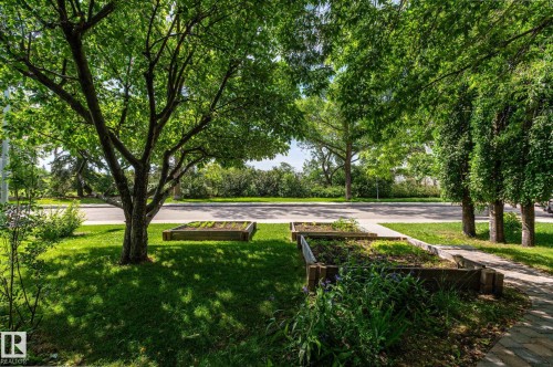 Lush front yard featuring mature trees, manicured lawn, and two wooden raised garden beds - 11634 74 Avenue Nw, Edmonton, AB 