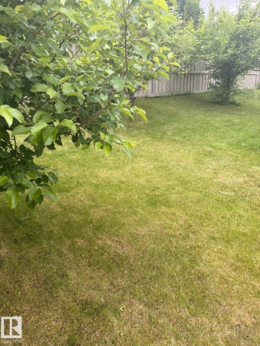 Expansive lawn area featuring a wooden fence perimeter and mature trees - 1743 Melrose Crescent Sw, Edmonton, AB 
