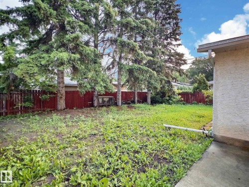 Expansive rear yard featuring mature evergreen trees, a stained wood privacy fence, and a concrete patio section - 79 Grosvenor Boulevard, St. Albert, AB 
