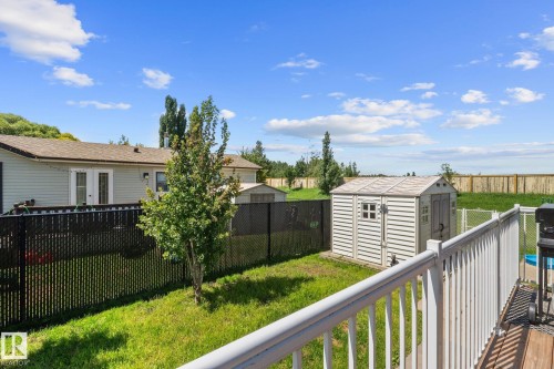 Expansive backyard featuring a white storage shed, mature tree, and a black chain-link fence - 31 Graywood Cove, Stony Plain, AB 