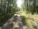 Gravel pathway enveloped by mature deciduous trees and natural vegetation - Rge Rd 62, Rural Barrhead County, AB 