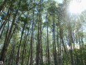 Nature - Rge Rd 62, Rural Barrhead County, AB 