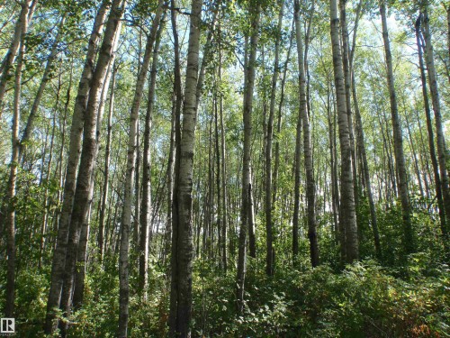 Dense stand of mature deciduous trees with light-colored bark and green foliage - Rge Rd 62, Rural Barrhead County, AB 