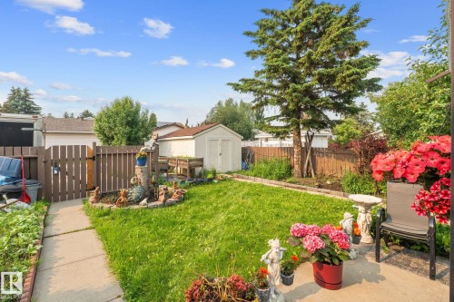Expansive backyard featuring a lush lawn, mature evergreen tree, and a concrete pathway - 18126 98 Avenue, Edmonton, AB 