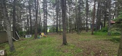 Wooded lot featuring mature evergreen trees and a partially cleared ground cover area - 