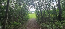Wooded pathway opening to a grassy expanse and a body of water - 
