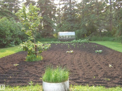 Expansive backyard garden area featuring cultivated soil, an established young tree, and a permanent greenhouse structure - 163062 Twp Rd 565, Rural Lamont County, AB 