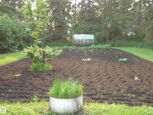 Expansive garden space featuring cultivated soil with early plantings, a young deciduous tree, and a small greenhouse structure - 163062 Twp Rd 565, Rural Lamont County, AB 