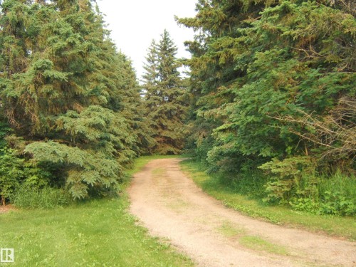 Unpaved driveway flanked by mature evergreen trees and green foliage - 163062 Twp Rd 565, Rural Lamont County, AB 