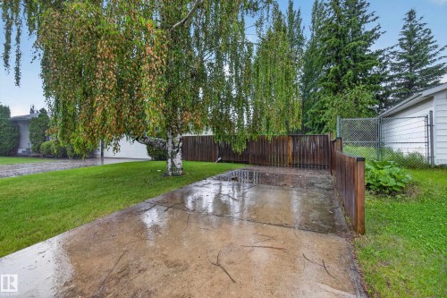 Concrete driveway featuring a curved wood fence and mature trees - 17603 85 Avenue Nw, Edmonton, AB 