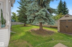 Expansive backyard featuring mature evergreen trees, a manicured lawn, and a light-colored wood privacy fence - 