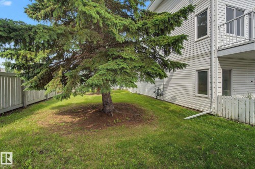 Landscaped exterior featuring a mature evergreen tree, sloped lawn, and a light-toned wood privacy fence - 4259 29 Avenue, Edmonton, AB 