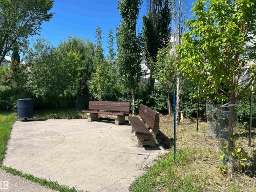 Concrete patio area featuring two wooden benches with concrete bases, surrounded by mature trees and lush green foliage under a clear blue sky - 8507 179 Avenue, Edmonton, AB 
