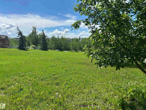 Expansive green lawn with scattered white flora and a mature deciduous tree in the foreground - 8507 179 Avenue, Edmonton, AB 