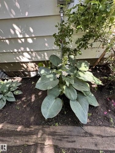 Garden bed featuring hostas with white blooms, rich soil, and a wood border - 825 2 Street, Thorhild, AB 