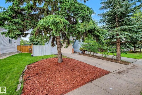 Mature evergreen tree with red bark mulch landscaping, concrete driveway, manicured lawn, and white picket fence - 19 Pineview Drive, St. Albert, AB 