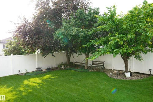 Expansive lawn area featuring a white privacy fence, mature trees, a landscaped rock bed, and built-in solar lighting - 8504 160A Avenue, Edmonton, AB 