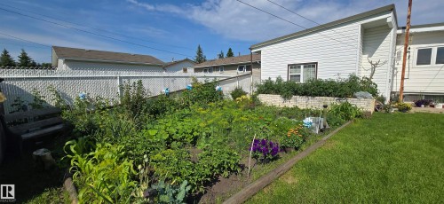 Expansive backyard featuring a large garden bed with various plantings, a white lattice fence, and a manicured lawn - 5304 49 Street, Two Hills, AB - Outdoor