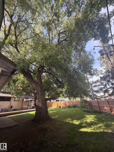Expansive backyard featuring a mature tree, manicured lawn, and wood privacy fencing - 8 Savoy Place, St. Albert, AB 