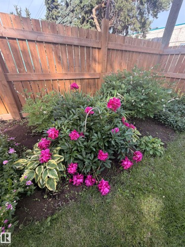 Landscaped garden bed featuring vibrant pink peonies, hostas, and additional plantings - 8 Savoy Place, St. Albert, AB 
