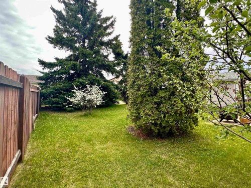 Expansive green lawn featuring a privacy fence, mature evergreen trees, blooming white shrub, and additional established greenery - 10619 108 Avenue, Westlock, AB - Outdoor