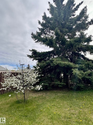 Spacious backyard featuring a large evergreen tree and a flowering shrub - 10619 108 Avenue, Westlock, AB - Outdoor With View