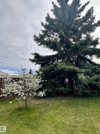 Spacious backyard featuring a large evergreen tree and a flowering shrub - 