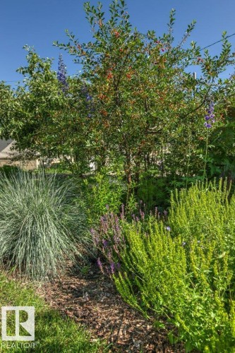 Lush garden bed featuring an established tree with developing fruit, varied green foliage, tall purple flowering plants, and a ground cover of wood chip mulch - 10235 74 Street, Edmonton, AB 