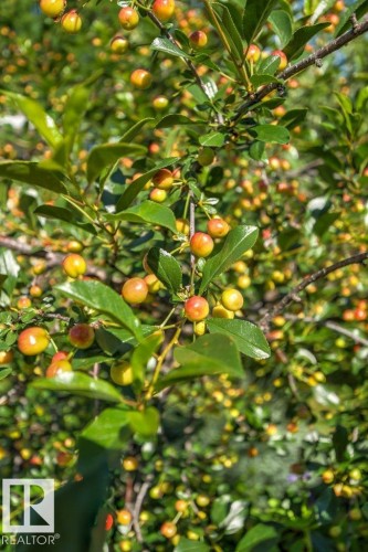 Lush green foliage with numerous small, spherical fruits displaying red and yellow hues - 10235 74 Street, Edmonton, AB 