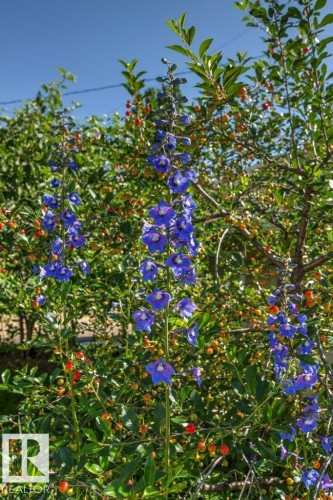 Vibrant blue flowering plant with green foliage and red and yellow berries - 10235 74 Street, Edmonton, AB 