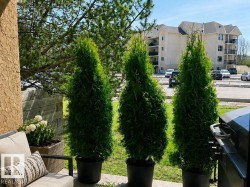 Outdoor patio space featuring a textured stucco exterior, a wood-paneled privacy wall with an integrated planter, and mature evergreen plantings - 